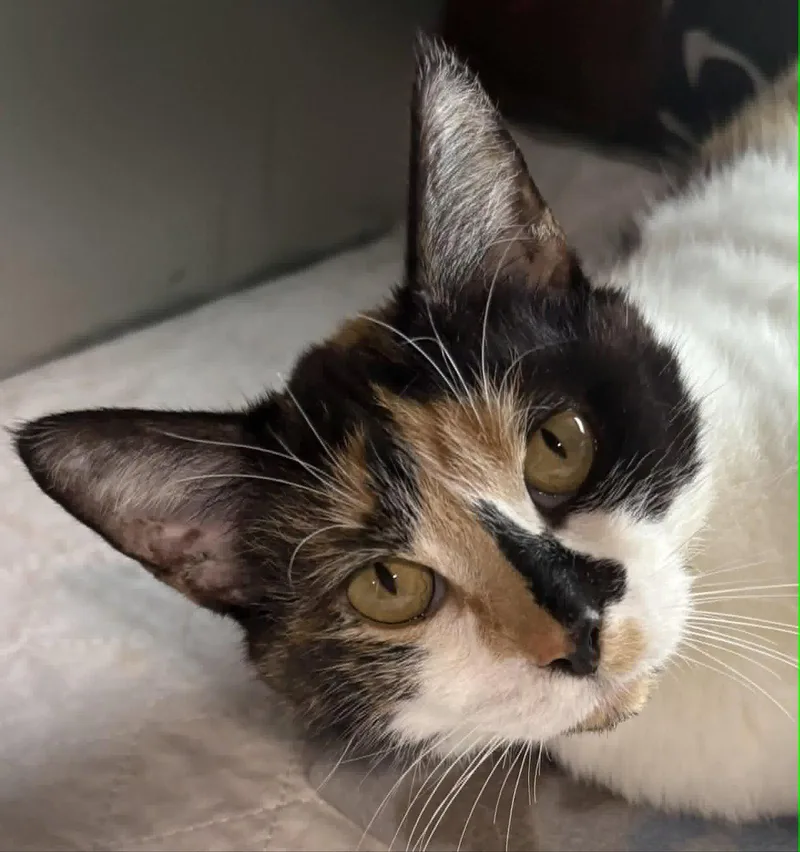 An adult medium-sized female Domestic Short Hair cat named Jacee for adoption in Dalzell, IL