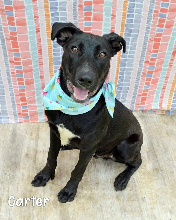 A baby small-sized male Labrador Retriever dog named Carter for adoption in Gautier, MS