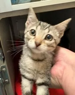 A baby medium-sized female Tabby (Gray / Blue / Silver) Domestic Short Hair cat named Jane for adoption in Mason City, IA