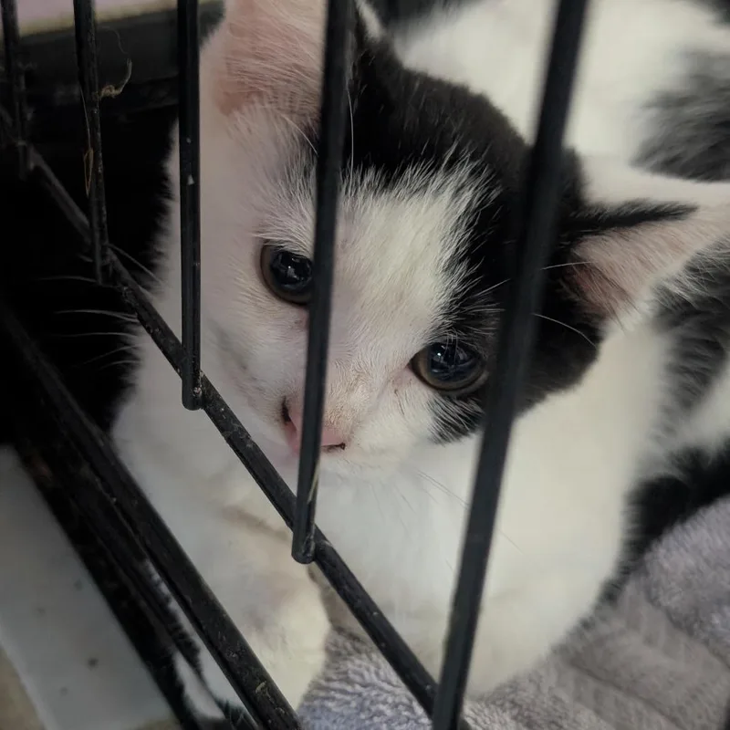 A baby small-sized male White Domestic Short Hair cat named Binky for adoption in West Plains, MO