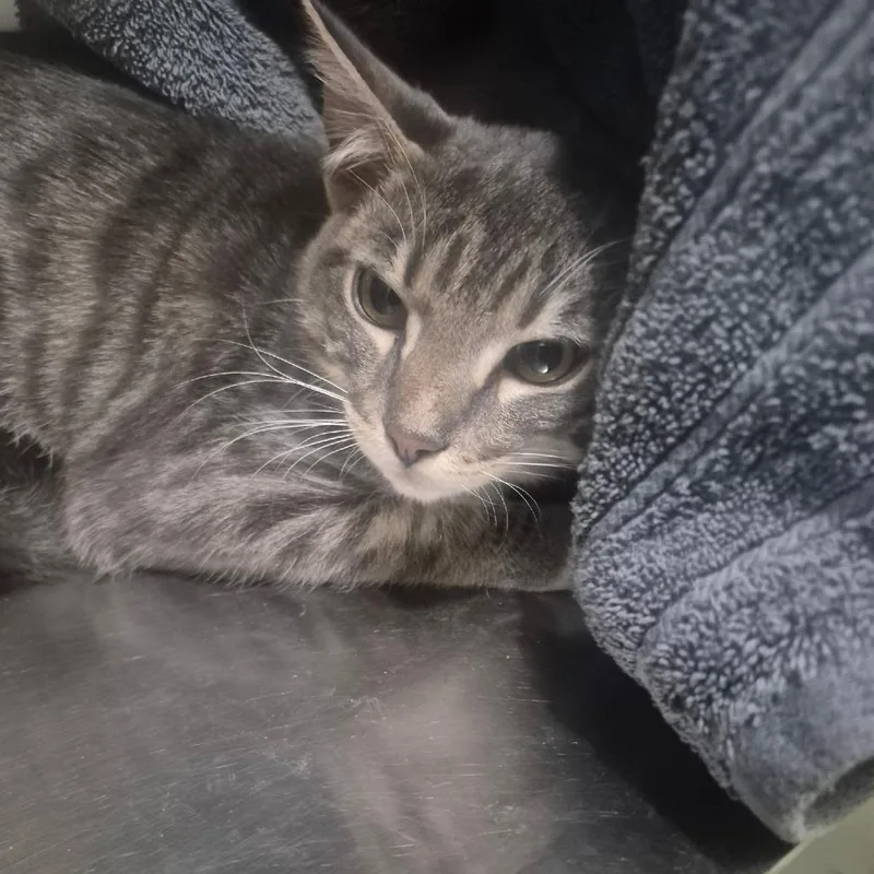 A young medium-sized male Gray / Blue / Silver Domestic Short Hair cat named Casey for adoption in Upland, CA