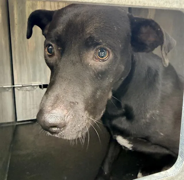 A young medium-sized male Retriever dog named Sir Thomas for adoption in San Antonio, TX