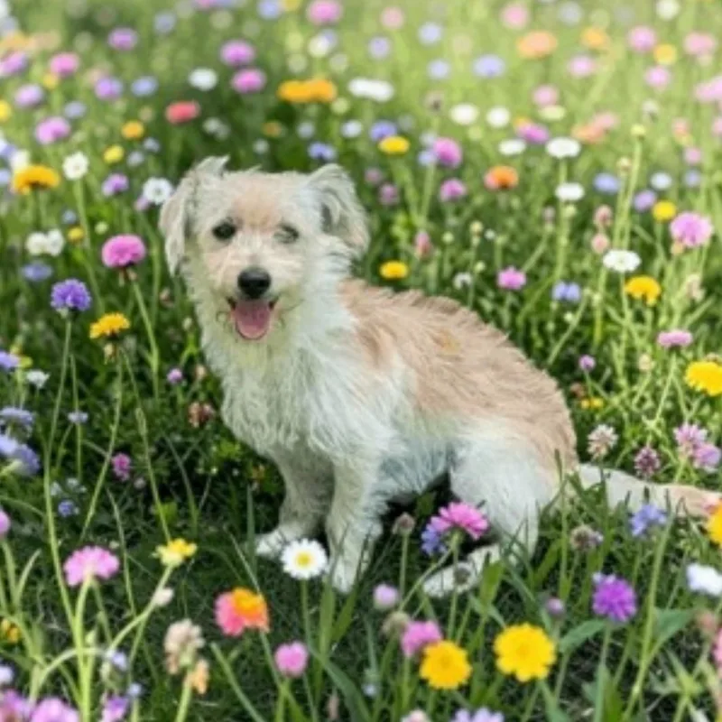 An adult small-sized male White / Cream Terrier dog named Bourbon for adoption in Fort Worth, TX