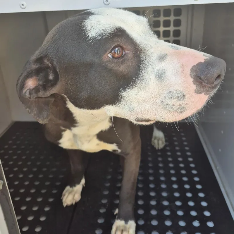 An adult medium-sized female Black Mixed Breed dog named Betty Crocker for adoption in Columbus, GA