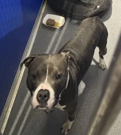 An adult medium-sized male Mixed Breed dog named Battle for adoption in West Chester, PA