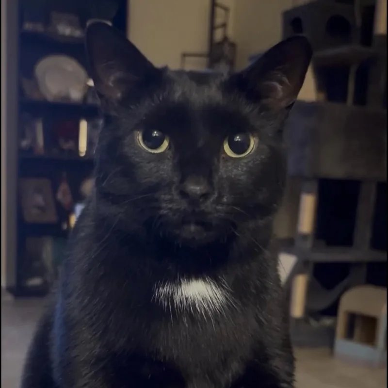 A young medium-sized female Black Domestic Short Hair cat named Samira for adoption in Boca Raton, FL