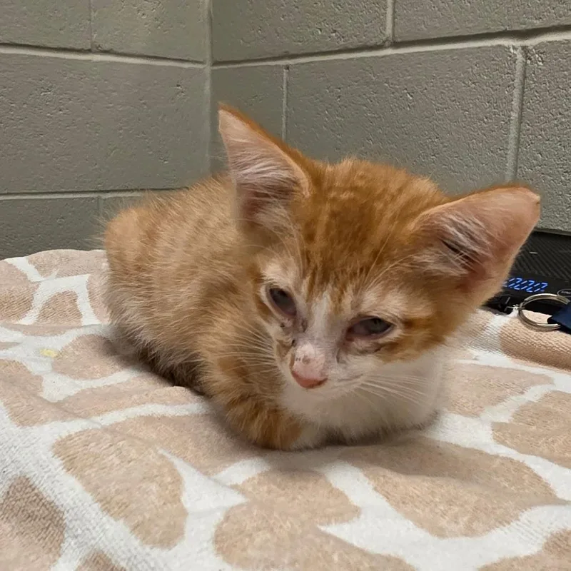 A baby small-sized male Orange / Red Domestic Short Hair cat named Peter for adoption in Bristol, IN