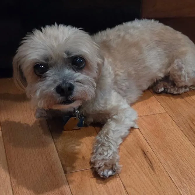 A senior small-sized male Yellow / Tan / Blond / Fawn Lhasa Apso dog named Bugsie for adoption in Quakertown, PA