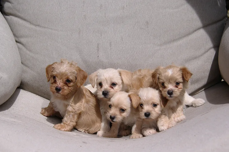 A baby small-sized female White / Cream Shih Tzu dog named Isadora for adoption in Monroe, NC