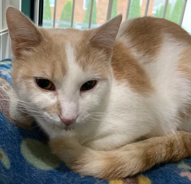 Butterscotch thumbnail 2