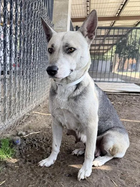 An adult medium-sized female German Shepherd Dog dog named Tasha for adoption in Riverside, CA