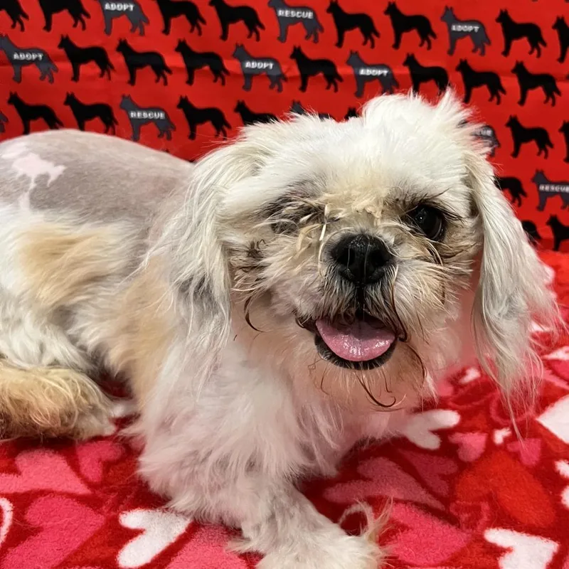 An adult small-sized female Yellow / Tan / Blond / Fawn Shih Tzu dog named Peggy for adoption in Washburn, MO