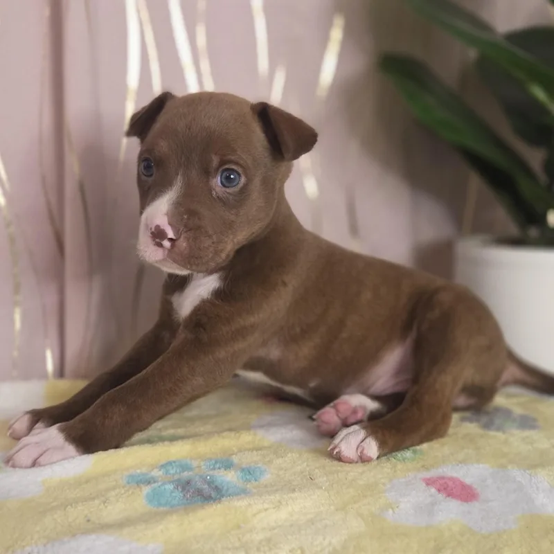 Tollhouse thumbnail 2