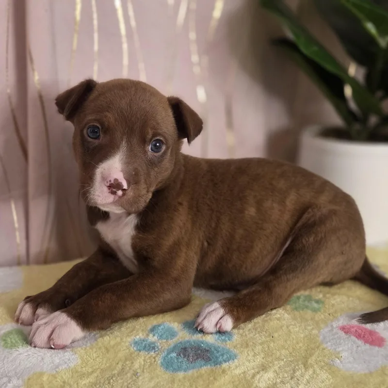 Tollhouse thumbnail 4