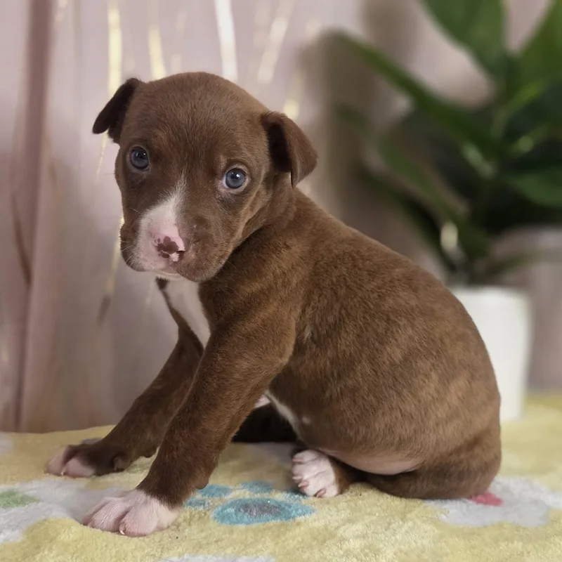 Tollhouse thumbnail 6