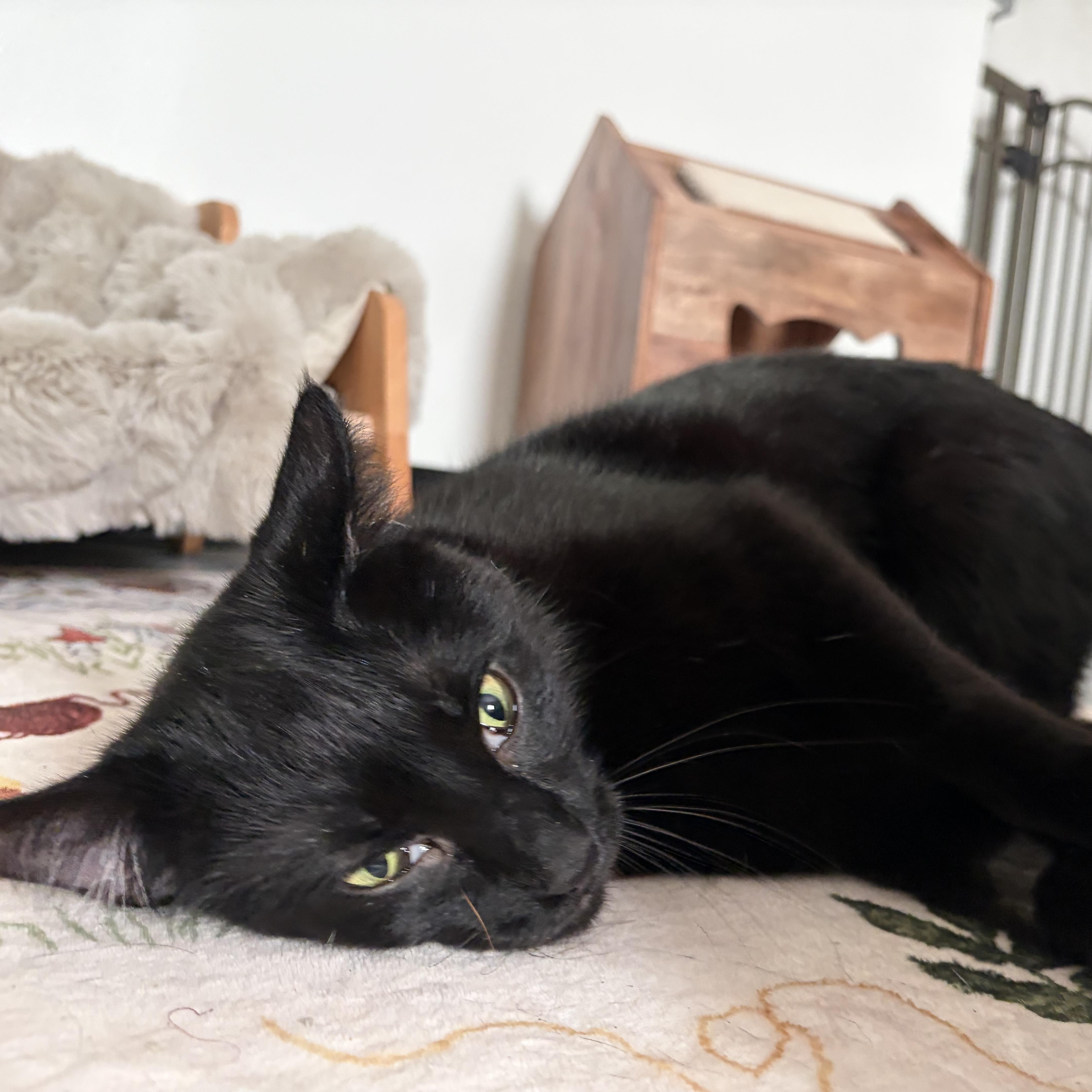 An adult medium-sized male Black Domestic Short Hair cat named Oliver for adoption in Columbus, OH
