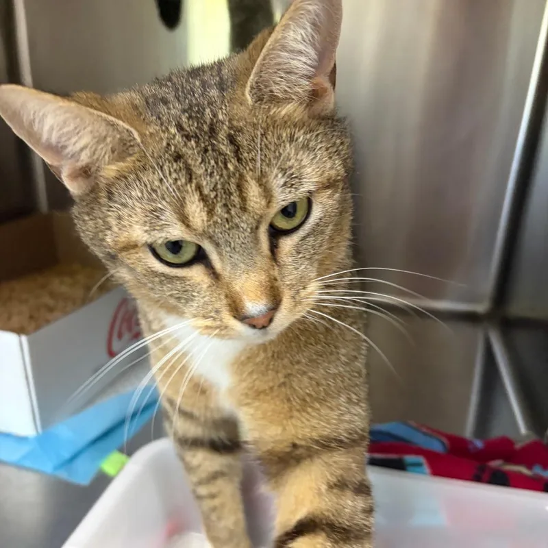 An adult medium-sized male Brown / Chocolate Domestic Short Hair cat named Walter for adoption in La Grange, KY