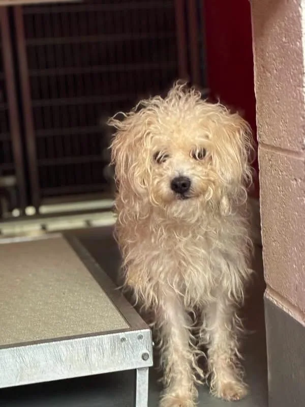 An adult small-sized male Poodle dog named Charles for adoption in Eugene, OR