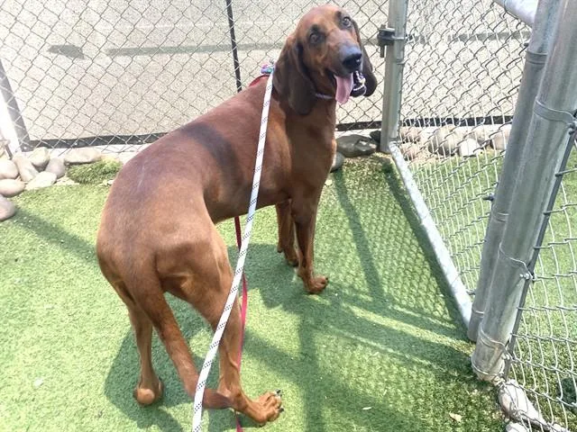 An adult large-sized male Bloodhound dog named Snoop for adoption in Phoenix, AZ