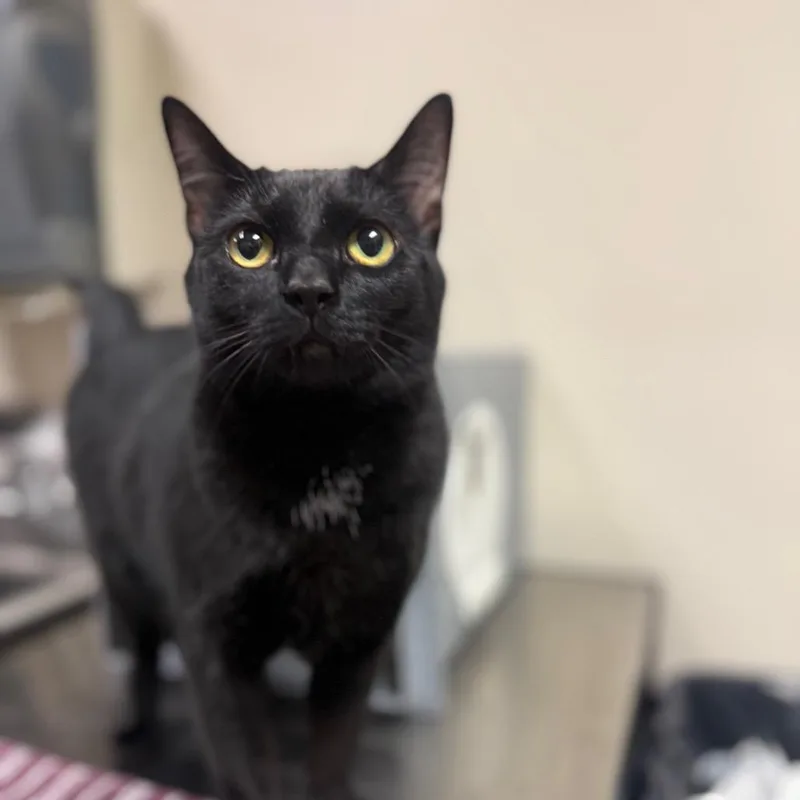 An adult medium-sized female Black Domestic Short Hair cat named Luisa for adoption in Reno, NV