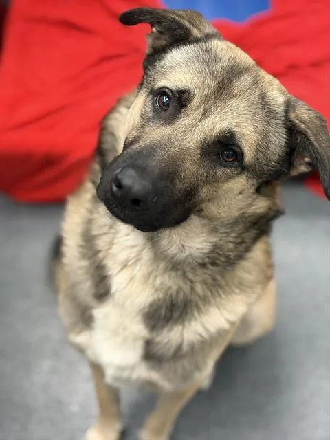 An adult large-sized male Mixed Breed dog named Rhino for adoption in Dallas, TX
