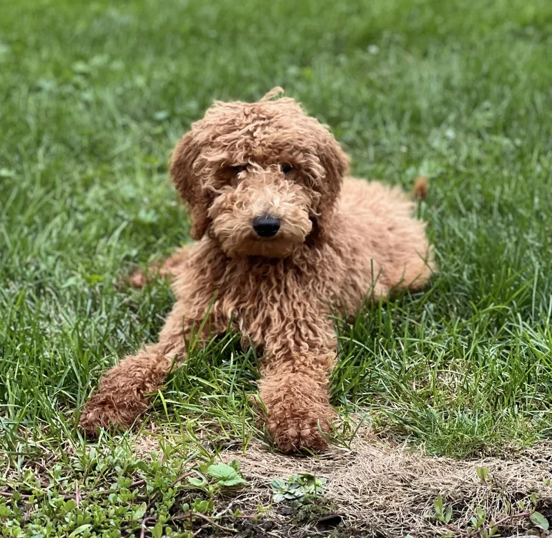 A baby medium-sized male Poodle dog named Ramsey for adoption in Palatine, IL