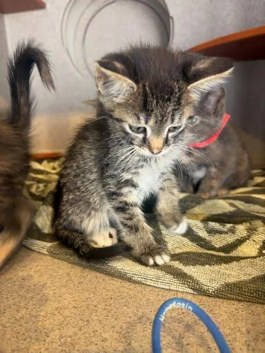 A baby small-sized female Domestic Short Hair cat named Jovian for adoption in Washington, DC