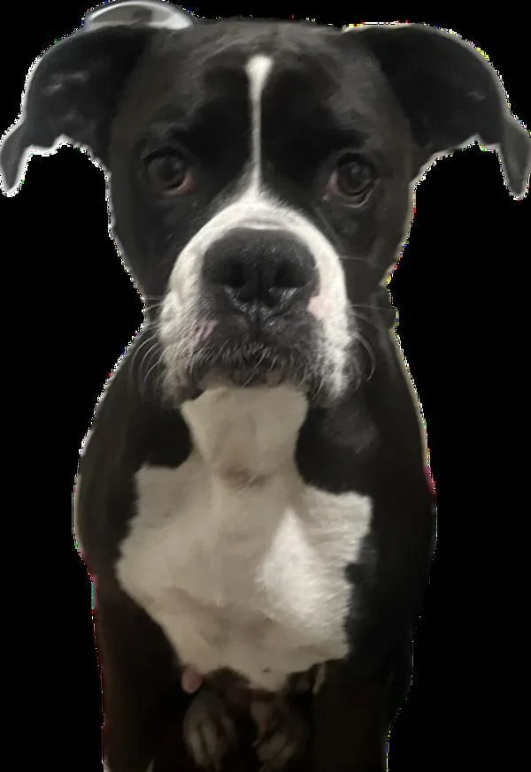 An adult large-sized female Boxer dog named Lyric for adoption in Salem, OR