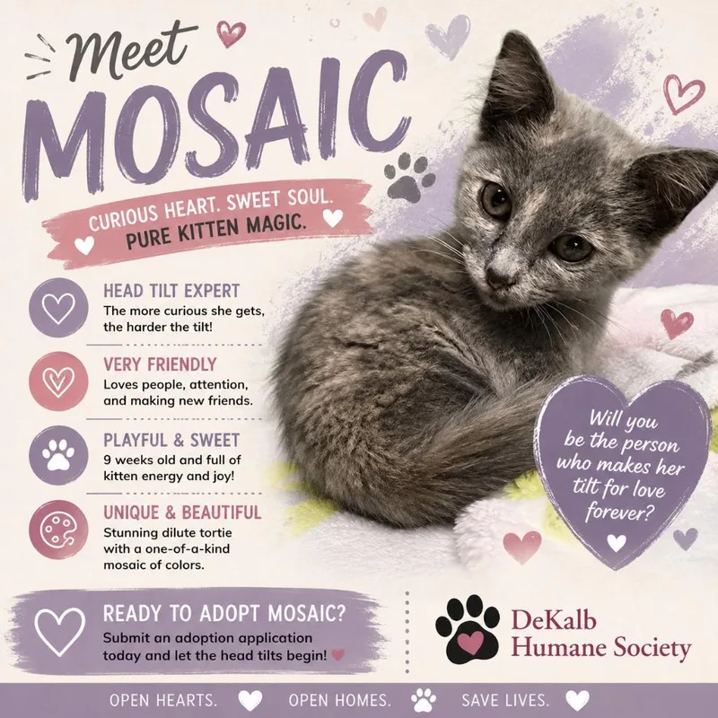 A baby small-sized female Domestic Short Hair cat named Mosaic for adoption in Auburn, IN