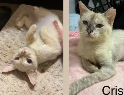 A baby medium-sized female Siamese cat named Criselle And Kafi for adoption in Fort Worth, TX