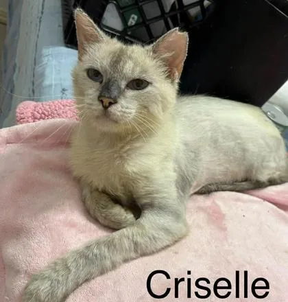 Criselle And Kafi thumbnail 2