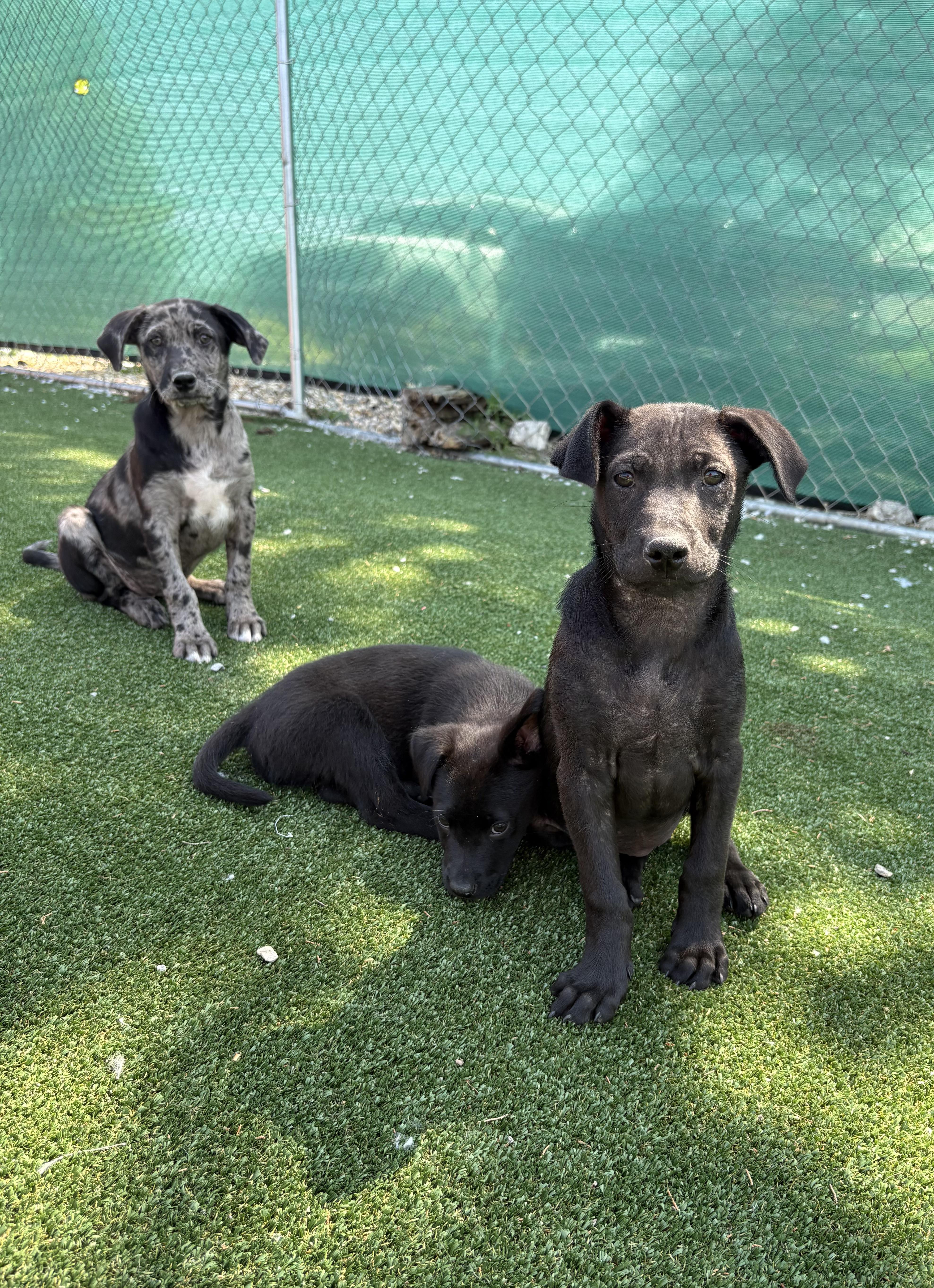 A baby medium-sized female Black Labrador Retriever dog named Georgia for adoption in Gallatin, TN