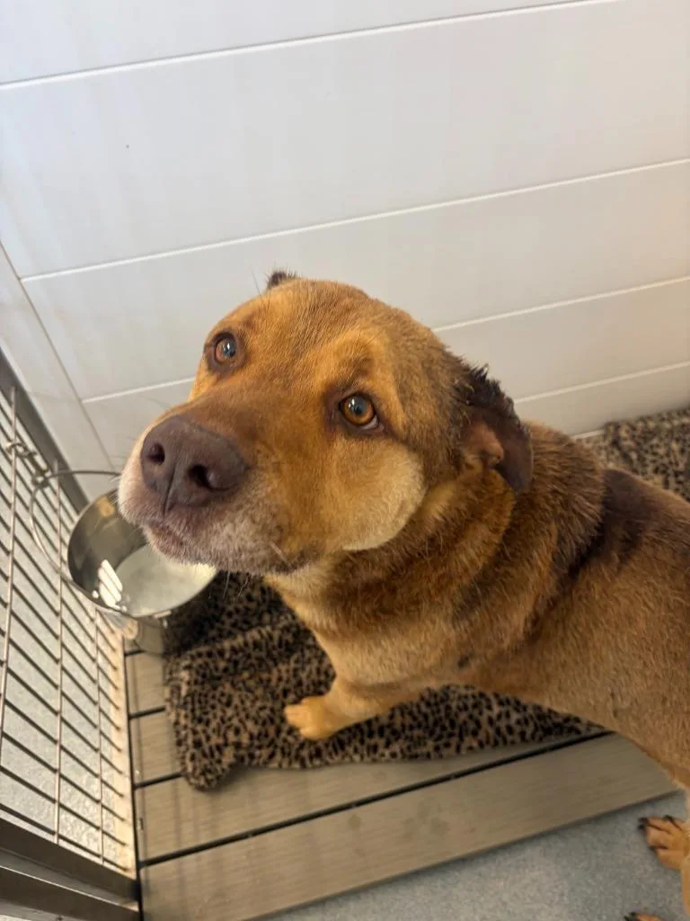 An adult large-sized male Mixed Breed dog named Rufus for adoption in Portland, IN