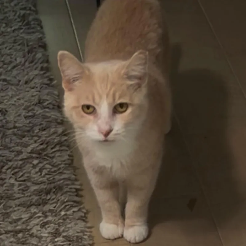 Schnapps thumbnail 2