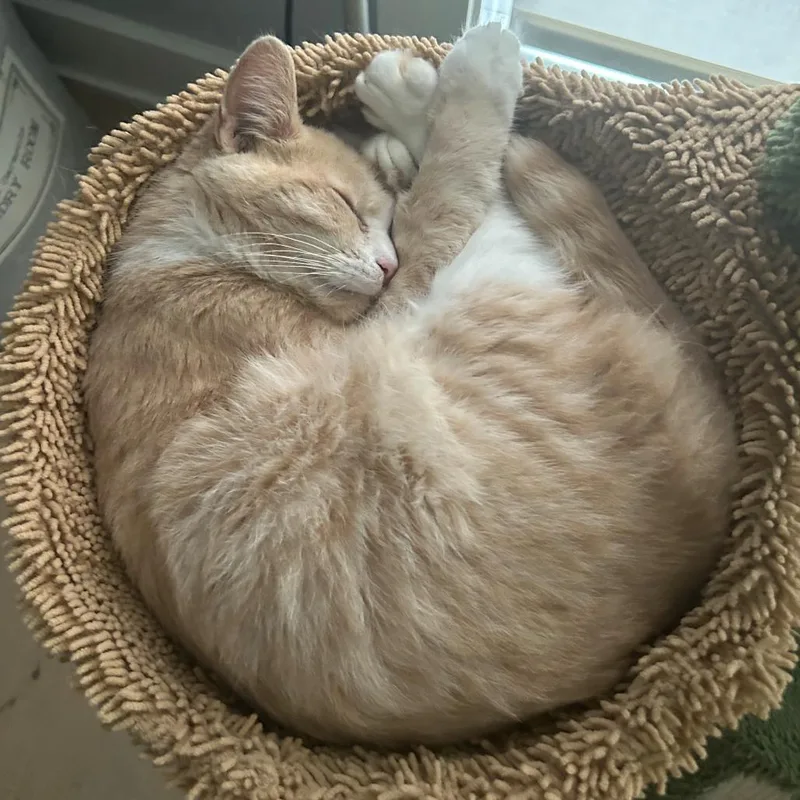 Schnapps thumbnail 3