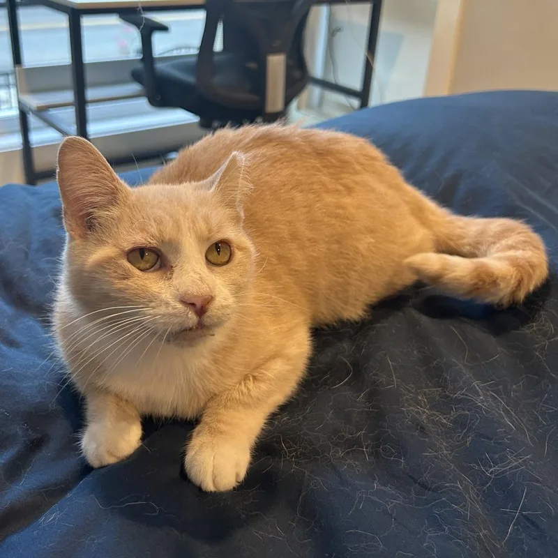 Schnapps thumbnail 4