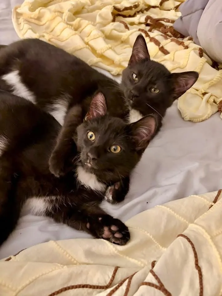 A baby small-sized male Domestic Short Hair cat named Little Bear & Little for adoption in Crystal Lake, IL