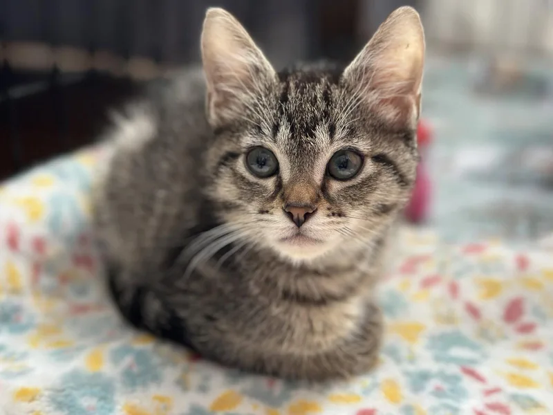 A young medium-sized male Domestic Short Hair cat named Mercury & Mars for adoption in Davis, CA