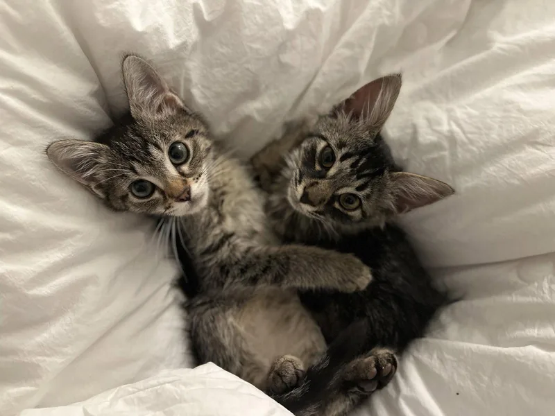 Mercury & Mars thumbnail 2