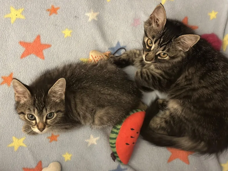 Mercury & Mars thumbnail 3