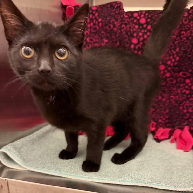 A baby small-sized female Domestic Short Hair cat named Yara for adoption in Council Bluffs, IA