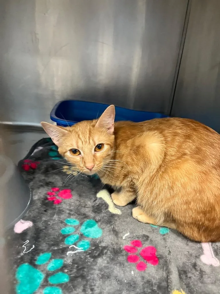 A young small-sized female Domestic Short Hair cat named Hazel for adoption in Hopkinsville, KY