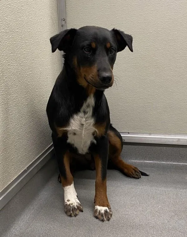 An adult medium-sized female Pit Bull Terrier dog named Precious for adoption in Victorville, CA