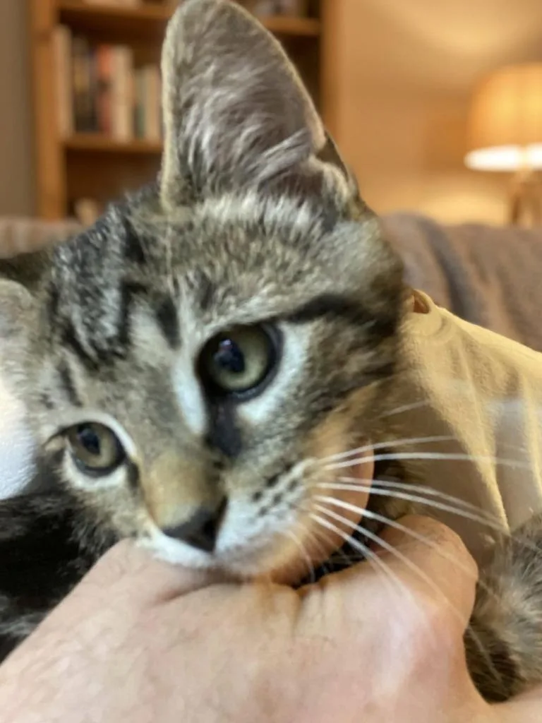 A baby medium-sized male Domestic Short Hair cat named Triscuit for adoption in Hoover , AL