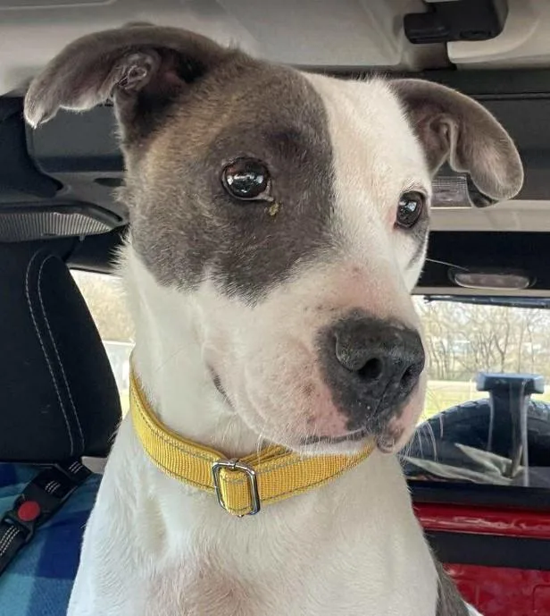 Nanook  Coming Soon!