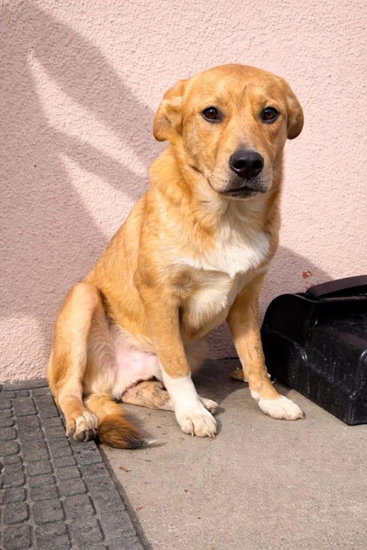 A young large-sized male Yellow / Tan / Blond / Fawn Golden Retriever dog named Brownie for adoption in Los Angeles, CA