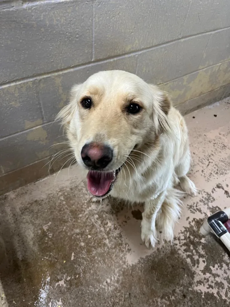 A young large-sized female Golden Retriever dog named Daphne for adoption in Troy, OH