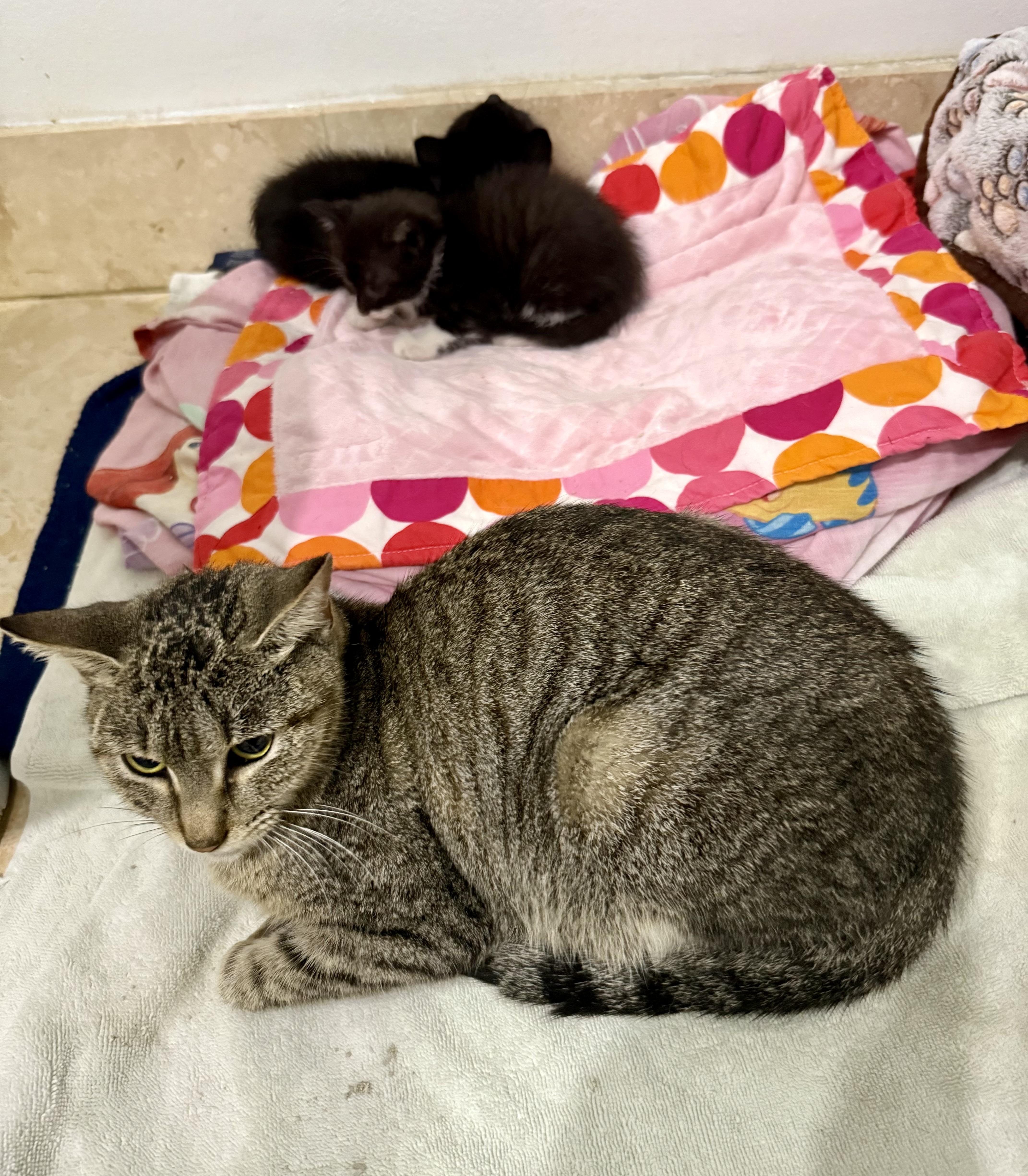 Tabi Tripod Tabby Girl