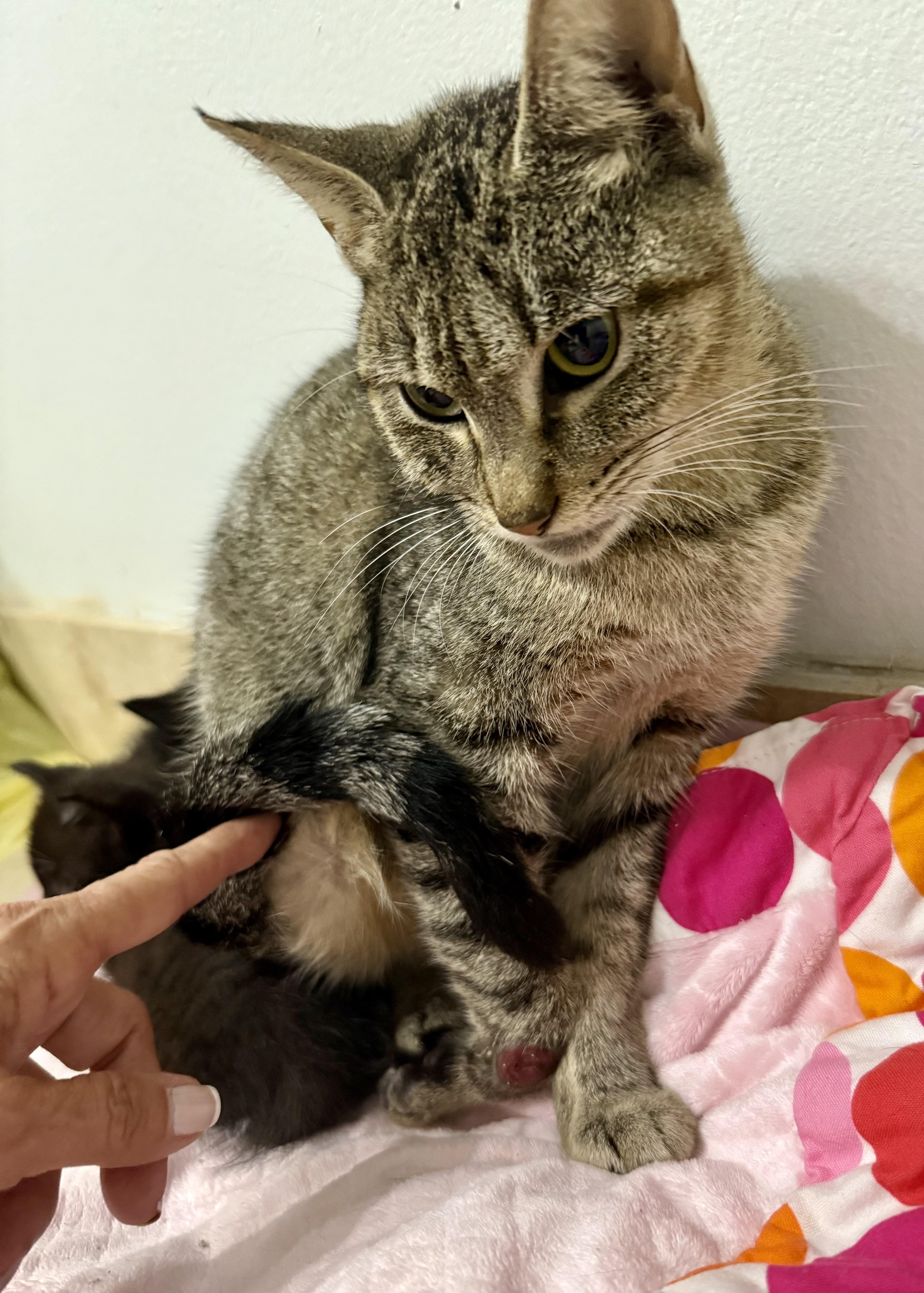 Tabi Tripod Tabby Girl thumbnail 2