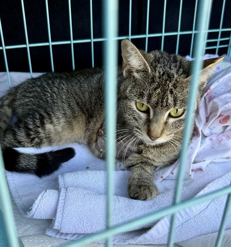 Tabi Tripod Tabby Girl thumbnail 3